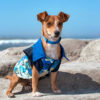 Dog at beach wearing blue shirt
