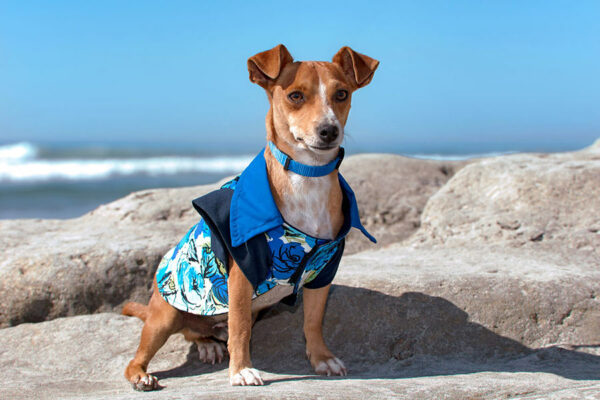 Dog at beach wearing blue shirt