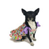 Dog wearing candy patterned dress looking at camera