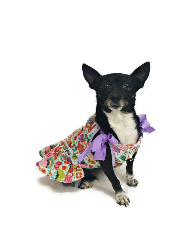 Dog wearing candy patterned dress looking at camera