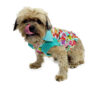 Dog wearing candy patterned top looking at camera