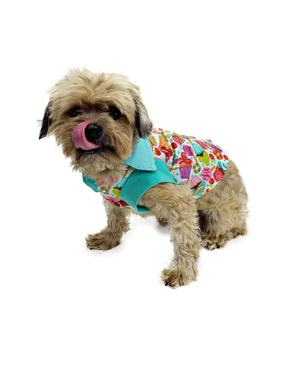 Dog wearing candy patterned top looking at camera
