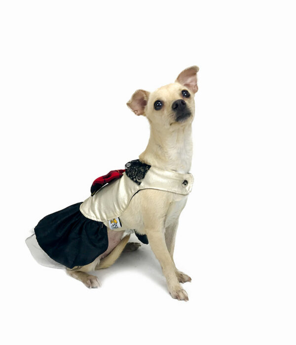 Side view of dog with dress featuring red tartan bow