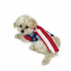 Puppy with patriotic outfit