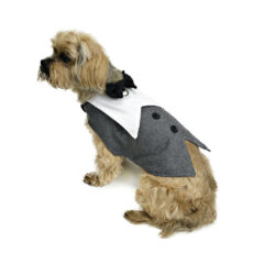 dog wearing grey tuxedo