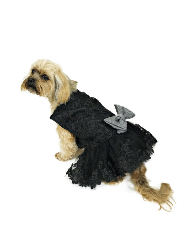 Dog wearing black formal dress looking left