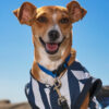 Dog at beach looking at camera wearing striped shirt