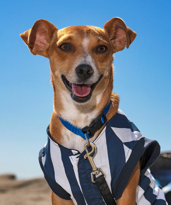 Dog at beach looking at camera wearing striped shirt