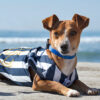 Dog at beach wearing striped shirt laying down