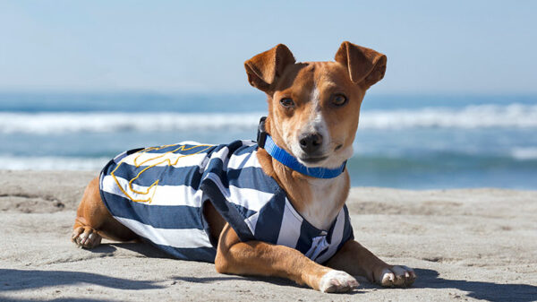 Dog at beach wearing striped shirt laying down