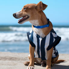 Dog at beach wearing striped shirt looking to side