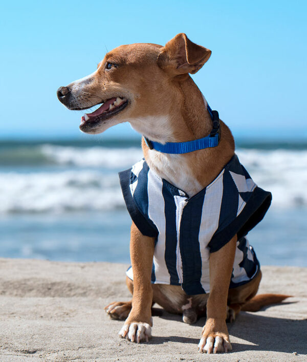 Dog at beach wearing striped shirt looking to side