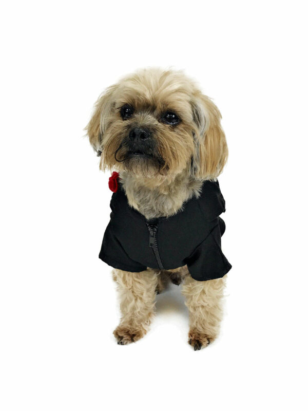 Dog looking at camera wearing formal outfit