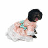 Dog with formal gown looking to the right