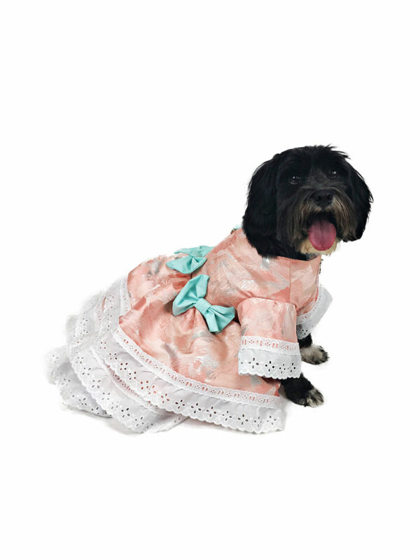 Dog with formal gown looking to the right