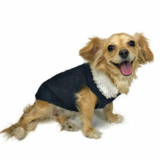 Front view of dog wearing denim outfit
