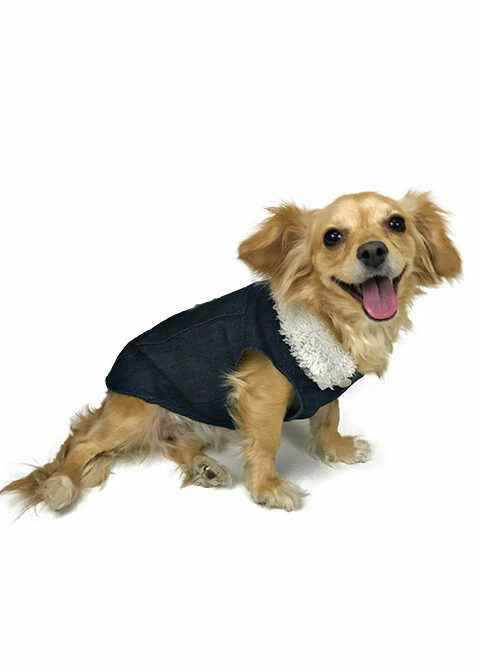 Front view of dog wearing denim outfit