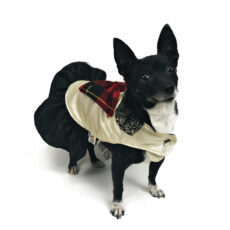 dog with elegant dress with tartan bow