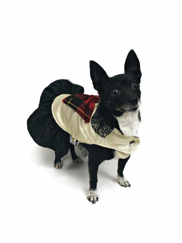 dog with elegant dress with tartan bow