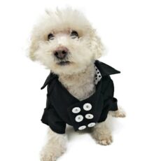 White dog with black trench coat