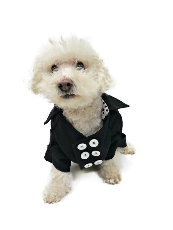 White dog with black trench coat