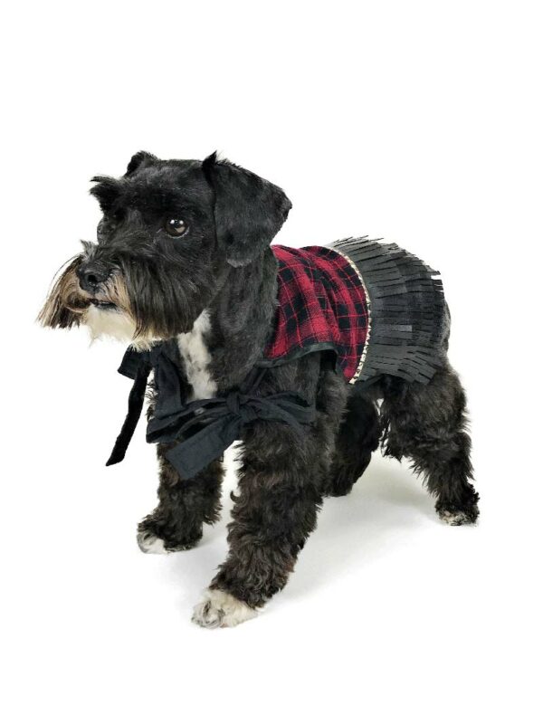 Dog with punk themed outfit standing