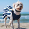Dog at beach wearing nautical themed sundress