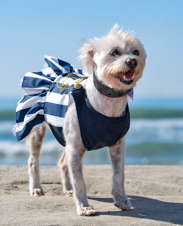 Dog at beach wearing nautical themed sundress
