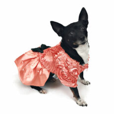 Dog wearing salmon colored gown