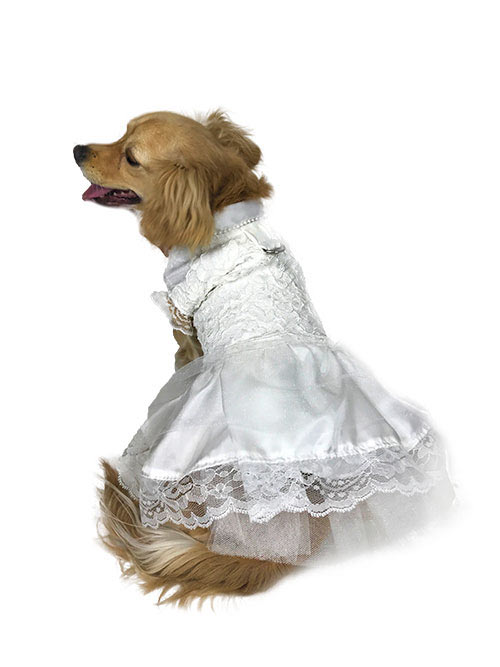Back view of dog wearing white wedding dress