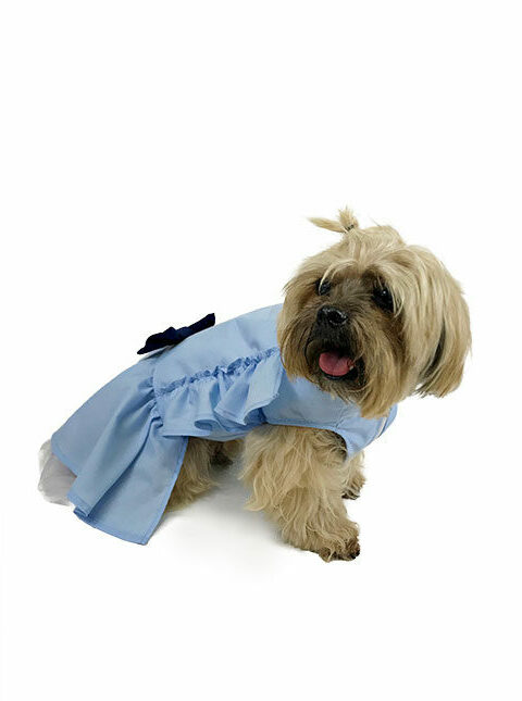 Dog wearing blue ruffle dress looking to side