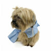 dog wearing blue ruffle dress looking left