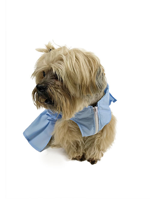 dog wearing blue ruffle dress looking left