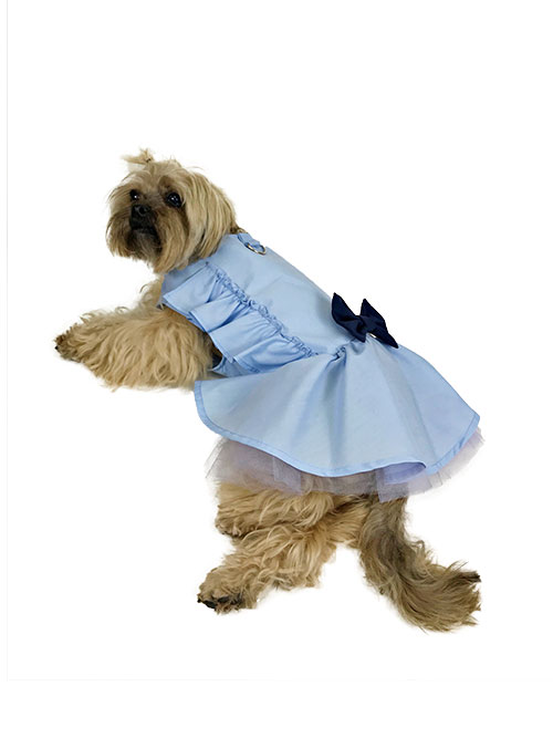 Dog with blue ruffle dress laying down