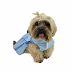 Dog wearing blue ruffle dress looking at camera