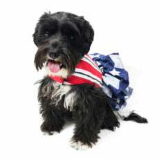 Dog dressed in patriotic apparel sitting down