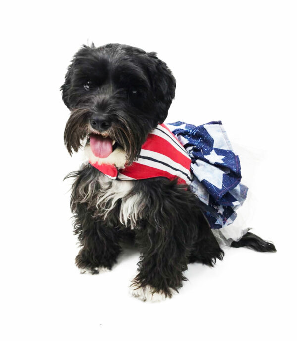 Dog dressed in patriotic apparel sitting down