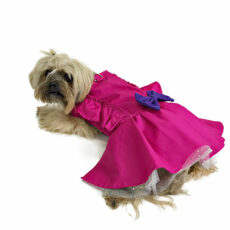 magenta dog dress on a dog resting