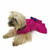 magenta dog dress on a dog looking up