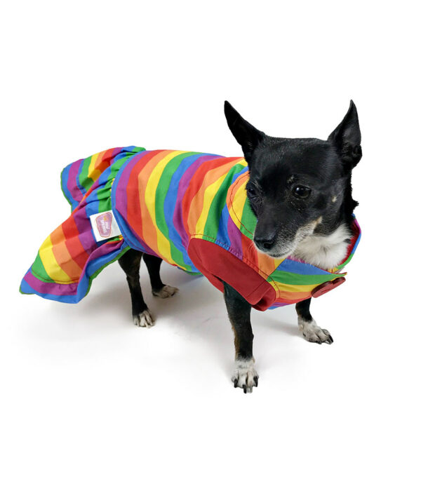 Dog wearing rainbow colored dress