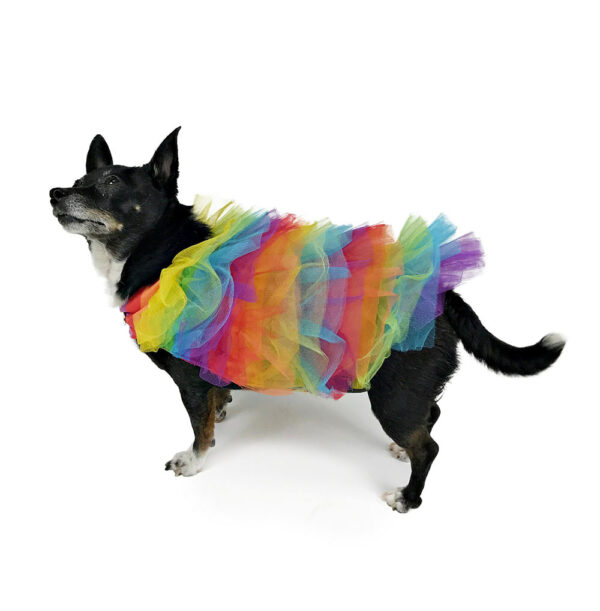 Dog wearing rainbow colored tulle top looking up