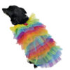 Back view of Dog wearing rainbow colored tulle top