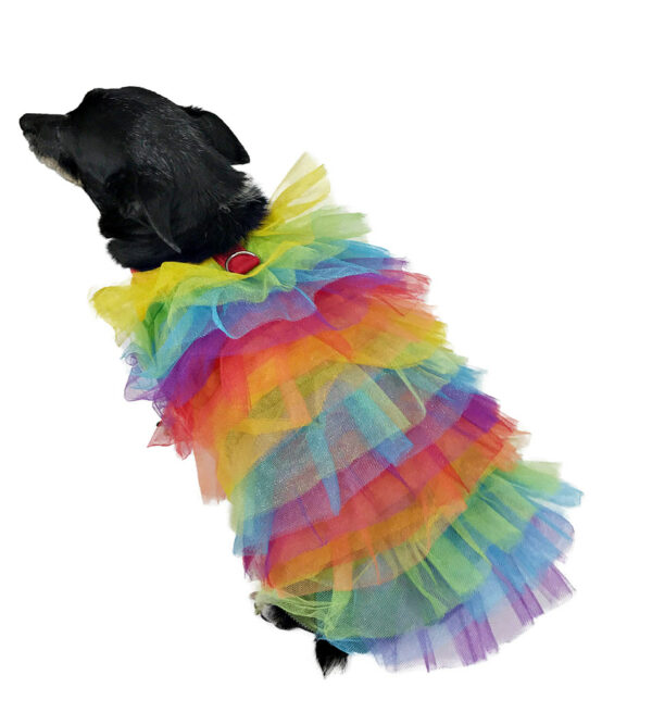 Back view of Dog wearing rainbow colored tulle top