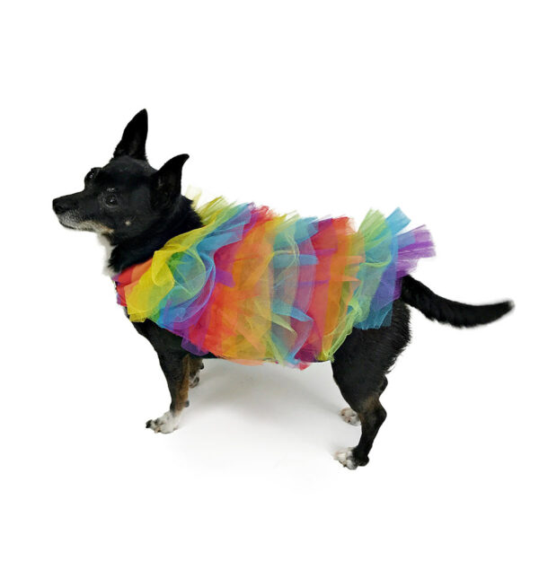 Dog wearing rainbow colored tulle top standing up