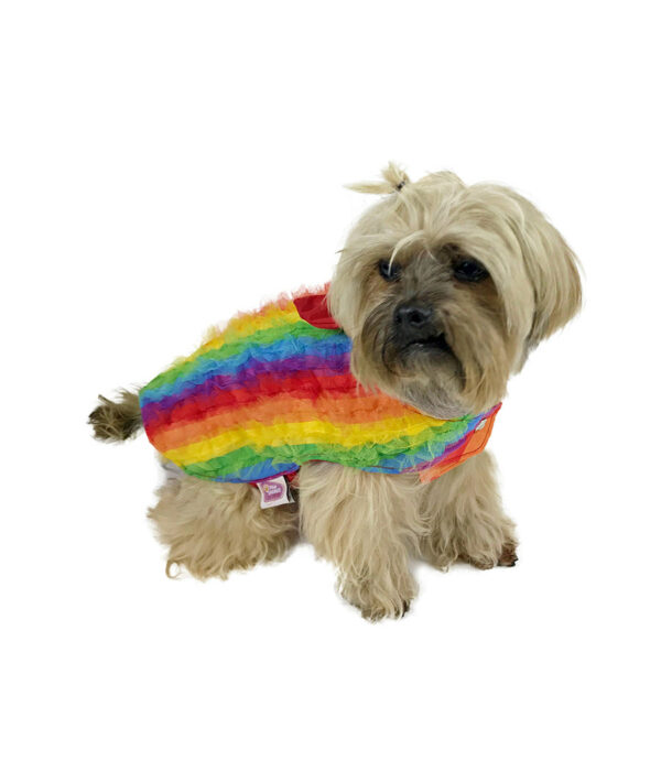 Dog wearing rainbow colored tulle tuxedo looking left