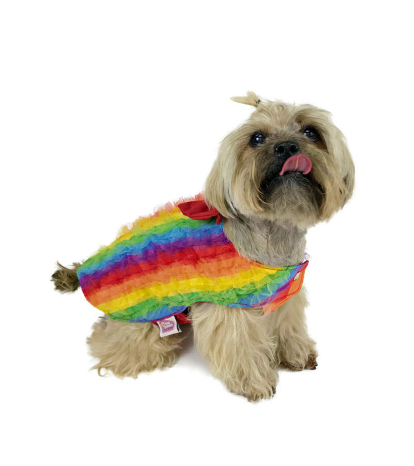 Dog wearing rainbow colored tulle top