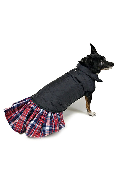 Dog looking over wearing a vest