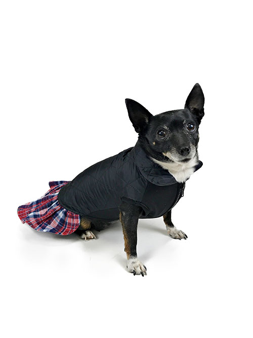 Dog wearing a vest and looking at camera