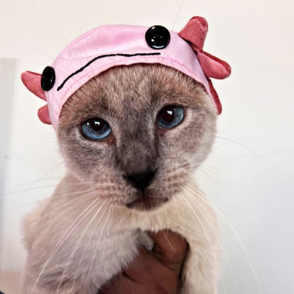Pink Axolotl Cat Hat - Image 4