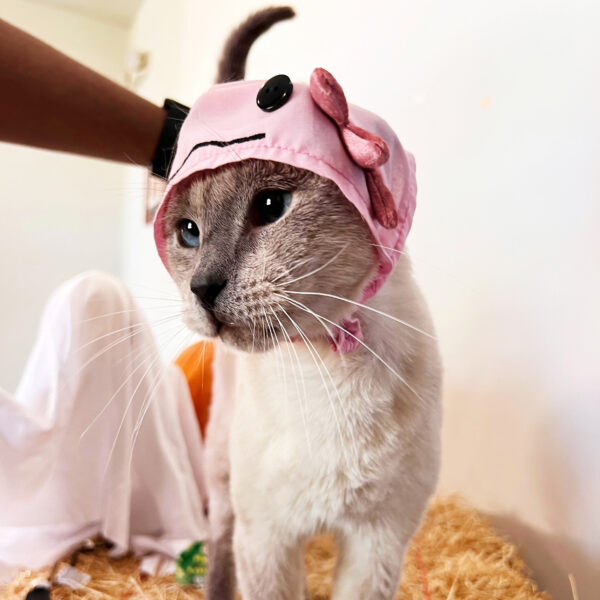 Pink Axolotl Cat Hat - Image 3